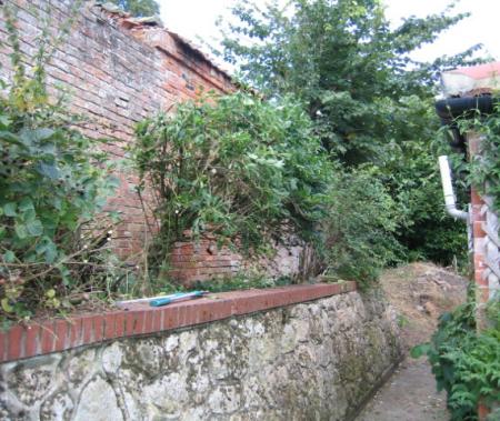 Original lime mortar wall is state of disrepair with self seeded trees and shrubs growing in it